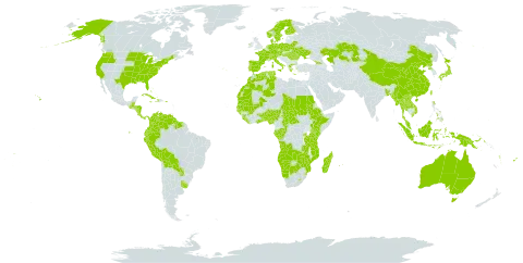 Rhynchospora world distribution map, present in Angola, Åland Islands, Andorra, Australia, Austria, Benin, Burkina Faso, Bangladesh, Bahamas, Belarus, Belize, Bermuda, Bolivia (Plurinational State of), Botswana, Central African Republic, Switzerland, China, Congo, Colombia, Costa Rica, Cuba, Cayman Islands, Czech Republic, Germany, Dominica, Denmark, Algeria, Ecuador, Spain, Ethiopia, Finland, Fiji, France, Micronesia (Federated States of), Gabon, Georgia, Ghana, Guinea, Gambia, Guinea-Bissau, Greece, Guatemala, Guyana, Honduras, Haiti, Hungary, Indonesia, Ireland, Italy, Jamaica, Japan, Kazakhstan, Kenya, Lao People's Democratic Republic, Liberia, Lesotho, Morocco, Moldova (Republic of), Madagascar, Mali, Myanmar, Mozambique, Mauritania, Mauritius, Malaysia, Namibia, Nigeria, Nicaragua, Netherlands, Norway, Nepal, Panama, Peru, Philippines, Papua New Guinea, Poland, Puerto Rico, Korea (Democratic People's Republic of), Portugal, Paraguay, Réunion, Romania, Rwanda, Sudan, Senegal, Sierra Leone, Suriname, Sweden, eSwatini, Turks and Caicos Islands, Chad, Togo, Thailand, Tonga, Tunisia, Taiwan, Province of China, Tanzania, United Republic of, Uganda, Ukraine, Uruguay, United States of America, Venezuela (Bolivarian Republic of), Viet Nam, Vanuatu, Wallis and Futuna, Samoa, Zambia, and Zimbabwe