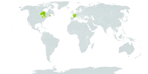 Ribes alpinum world distribution map, present in Canada, France, and United States of America