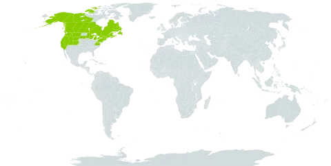 Ribes lacustre world distribution map, present in Canada and United States of America