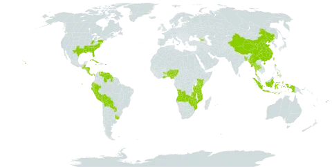 Richardia world distribution map, present in Angola, Åland Islands, Benin, Bangladesh, Belize, Bolivia (Plurinational State of), China, Cook Islands, Costa Rica, Cuba, Ecuador, Fiji, Georgia, Ghana, Guatemala, Guyana, Honduras, Indonesia, Jamaica, Kenya, Myanmar, Mozambique, Mauritius, Norfolk Island, Nigeria, Nicaragua, Panama, Peru, Philippines, Puerto Rico, Paraguay, Thailand, Taiwan, Province of China, Tanzania, United Republic of, Uganda, Uruguay, United States of America, Venezuela (Bolivarian Republic of), Zambia, and Zimbabwe