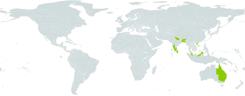 Rinorea bengalensis world distribution map, present in Australia, Bangladesh, China, Indonesia, India, Iceland, Sri Lanka, Malaysia, Puerto Rico, and United States of America