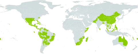 Rivina humilis world distribution map, present in Anguilla, Argentina, Antigua and Barbuda, Australia, Bonaire, Sint Eustatius and Saba, Bangladesh, Bahamas, Belize, Bolivia (Plurinational State of), Brazil, Barbados, China, Colombia, Costa Rica, Cuba, Cayman Islands, Dominica, Ecuador, Fiji, Guadeloupe, Grenada, Guatemala, French Guiana, Guyana, Honduras, Indonesia, India, Jamaica, Saint Lucia, Sri Lanka, Madagascar, Mexico, Mozambique, Montserrat, Martinique, Mauritius, Malaysia, Nicaragua, Pakistan, Panama, Peru, Philippines, Puerto Rico, Portugal, Paraguay, Réunion, Singapore, El Salvador, Somalia, Suriname, Turks and Caicos Islands, Thailand, Tonga, Trinidad and Tobago, Taiwan, Province of China, United States Minor Outlying Islands, Uruguay, United States of America, Saint Vincent and the Grenadines, Venezuela (Bolivarian Republic of), Viet Nam, Vanuatu, South Africa, and Zimbabwe