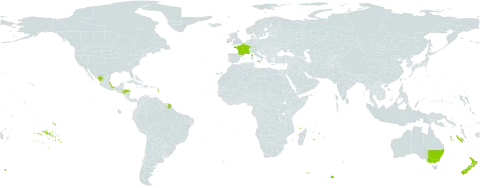 Roldana petasitis world distribution map, present in Australia, Spain, France, Honduras, Italy, Mexico, Mauritius, New Zealand, Portugal, and Réunion