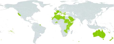 Romulea world distribution map, present in Albania, Australia, Burkina Faso, Bulgaria, Cyprus, Algeria, Eritrea, Spain, Ethiopia, France, Greece, Italy, Kenya, Libya, Lesotho, Morocco, Norfolk Island, New Zealand, Palau, Portugal, Rwanda, Saudi Arabia, Sudan, Somalia, Turks and Caicos Islands, Tunisia, Tanzania, United Republic of, Uganda, United States of America, Yemen, Zambia, and Zimbabwe