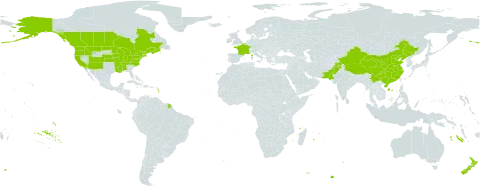 Rorippa sylvestris world distribution map, present in Canada, China, France, India, New Zealand, Pakistan, and United States of America