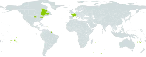 Rorippa x anceps world distribution map, present in Canada, France, and United States of America