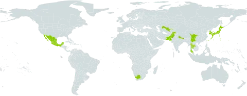 Rosa banksiae world distribution map, present in China, Japan, Korea (Republic of), Mexico, Nepal, Pakistan, Thailand, Uzbekistan, and South Africa