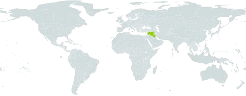 Rosa phoenicia world distribution map, present in Iraq, Israel, Lebanon, and Syrian Arab Republic