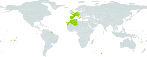 Rosa stylosa world distribution map, present in Austria, Belgium, Switzerland, Germany, Algeria, Spain, France, United Kingdom of Great Britain and Northern Ireland, Italy, Luxembourg, Morocco, and Portugal