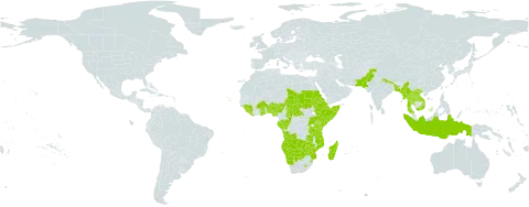 Rotheca world distribution map, present in Angola, Benin, Burkina Faso, Bangladesh, Botswana, Central African Republic, Congo, Cabo Verde, Djibouti, Eritrea, Ethiopia, Gabon, Ghana, Guinea, Indonesia, Kenya, Lao People's Democratic Republic, Liberia, Lesotho, Madagascar, Myanmar, Mozambique, Namibia, Nigeria, Nepal, Pakistan, Rwanda, Sudan, Sierra Leone, Somalia, eSwatini, Seychelles, Chad, Thailand, Tanzania, United Republic of, Uganda, Viet Nam, Zambia, and Zimbabwe