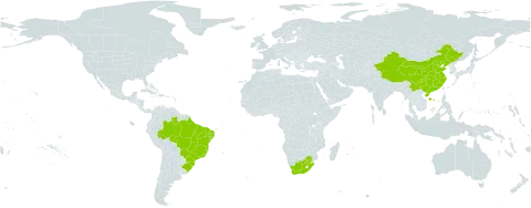 Rotula world distribution map, present in Brazil, China, and South Africa