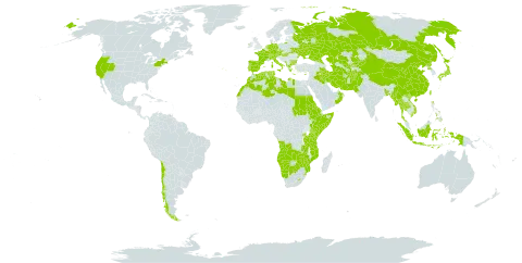 Rubia world distribution map, present in Afghanistan, Angola, Albania, Austria, Burkina Faso, Bangladesh, Bulgaria, Botswana, Switzerland, Chile, China, Cyprus, Czech Republic, Germany, Algeria, Eritrea, Spain, Ethiopia, France, Greece, Hungary, Indonesia, Ireland, Iran (Islamic Republic of), Iraq, Italy, Japan, Kazakhstan, Kenya, Kyrgyzstan, Libya, Lesotho, Morocco, Myanmar, Montenegro, Mozambique, Namibia, Netherlands, Nepal, Oman, Pakistan, Philippines, Palau, Korea (Democratic People's Republic of), Portugal, Russian Federation, Rwanda, Sudan, Singapore, Somalia, eSwatini, Turks and Caicos Islands, Thailand, Turkmenistan, Tunisia, Taiwan, Province of China, Tanzania, United Republic of, Uganda, Ukraine, United States of America, Uzbekistan, Viet Nam, Zambia, and Zimbabwe