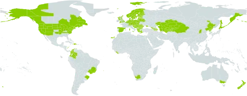 Rubus idaeus world distribution map, present in Albania, Andorra, Armenia, Australia, Austria, Azerbaijan, Belgium, Bulgaria, Bosnia and Herzegovina, Belarus, Brazil, Canada, Switzerland, China, Colombia, Czech Republic, Germany, Denmark, Dominican Republic, Spain, Estonia, Finland, France, United Kingdom of Great Britain and Northern Ireland, Georgia, Greece, Croatia, Haiti, Hungary, Italy, Japan, Kazakhstan, Kyrgyzstan, Liberia, Liechtenstein, Lithuania, Luxembourg, Latvia, North Macedonia, Malta, Montenegro, Netherlands, Norway, New Zealand, Poland, Korea (Democratic People's Republic of), Portugal, Romania, Russian Federation, Serbia, Slovakia, Slovenia, Sweden, Tajikistan, Turkmenistan, Ukraine, United States of America, Uzbekistan, and South Africa