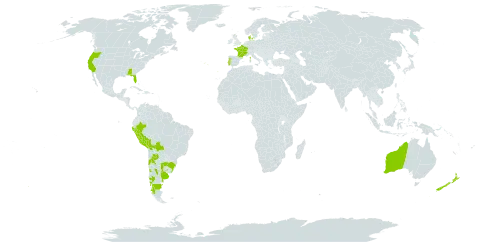 Rumex frutescens world distribution map, present in Argentina, Australia, Bolivia (Plurinational State of), Brazil, Chile, Denmark, France, United Kingdom of Great Britain and Northern Ireland, New Zealand, Peru, Portugal, Uruguay, and United States of America