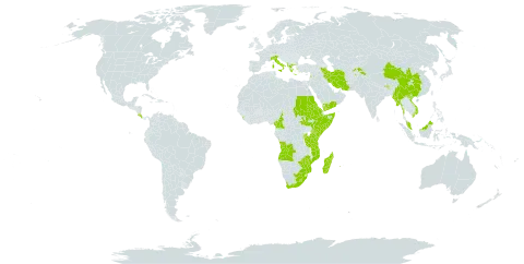 Rumex nepalensis world distribution map, present in Afghanistan, Angola, Albania, Burundi, Bhutan, China, Cameroon, Costa Rica, Eritrea, Ethiopia, Greece, India, Iran (Islamic Republic of), Israel, Italy, Kenya, Lebanon, Sri Lanka, Lesotho, Madagascar, North Macedonia, Myanmar, Mozambique, Malaysia, Nepal, Pakistan, Réunion, Rwanda, Saudi Arabia, Sudan, Somalia, South Sudan, Tajikistan, Tanzania, United Republic of, Uganda, Viet Nam, Yemen, South Africa, and Zimbabwe