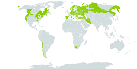 Rumex sanguineus world distribution map, present in Albania, Armenia, Austria, Azerbaijan, Belgium, Bulgaria, Bosnia and Herzegovina, Canada, Switzerland, Chile, Czech Republic, Germany, Denmark, Spain, France, United Kingdom of Great Britain and Northern Ireland, Georgia, Greece, Croatia, Hungary, Iran (Islamic Republic of), Italy, Liechtenstein, Luxembourg, Latvia, North Macedonia, Malta, Montenegro, Netherlands, Norway, Poland, Portugal, Romania, Russian Federation, Serbia, Slovakia, Slovenia, Sweden, Turkey, Ukraine, United States of America, and South Africa