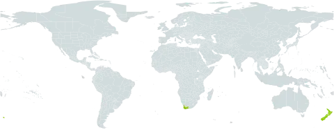 Ruschia geminiflora world distribution map, present in New Zealand and South Africa