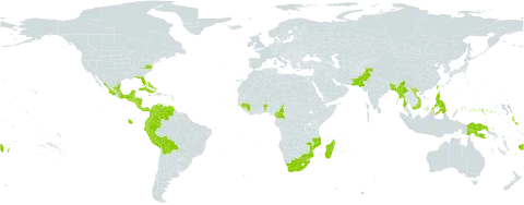 Russelia equisetiformis world distribution map, present in American Samoa, Benin, Bangladesh, Bahamas, Belize, Bolivia (Plurinational State of), Barbados, Cameroon, Cook Islands, Colombia, Costa Rica, Cuba, Cayman Islands, Ecuador, Fiji, Micronesia (Federated States of), Guinea, Guatemala, Guam, Honduras, India, Jamaica, Kiribati, Saint Lucia, Madagascar, Mexico, Marshall Islands, Myanmar, Mozambique, Nicaragua, Niue, Pakistan, Panama, Peru, Philippines, Palau, Papua New Guinea, Puerto Rico, Réunion, El Salvador, Sao Tome and Principe, Tonga, Trinidad and Tobago, Taiwan, Province of China, United States of America, Venezuela (Bolivarian Republic of), Viet Nam, and South Africa