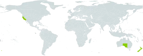 Rytidosperma caespitosum world distribution map, present in Australia, New Zealand, and United States of America