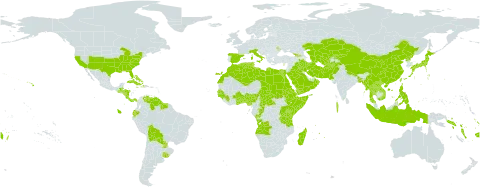 Saccharum world distribution map, present in Afghanistan, Angola, Åland Islands, Andorra, Benin, Burkina Faso, Bangladesh, Bahamas, Belize, Bermuda, Bolivia (Plurinational State of), Central African Republic, China, Congo, Cook Islands, Comoros, Costa Rica, Cuba, Cayman Islands, Cyprus, Dominica, Algeria, Ecuador, Egypt, Eritrea, Spain, Ethiopia, Fiji, Georgia, Ghana, Guinea, Gambia, Guinea-Bissau, Guatemala, Guyana, Honduras, Haiti, Indonesia, Iran (Islamic Republic of), Iraq, Italy, Jamaica, Japan, Kazakhstan, Kenya, Kyrgyzstan, Lao People's Democratic Republic, Libya, Morocco, Moldova (Republic of), Madagascar, Maldives, Myanmar, Mauritius, Nigeria, Nicaragua, Nepal, Nauru, Oman, Pakistan, Panama, Pitcairn, Philippines, Palau, Puerto Rico, Korea (Democratic People's Republic of), Paraguay, Réunion, Rwanda, Saudi Arabia, Sudan, Senegal, Singapore, Solomon Islands, Somalia, Suriname, Seychelles, Turks and Caicos Islands, Chad, Togo, Thailand, Turkmenistan, Tonga, Tunisia, Tuvalu, Taiwan, Province of China, Tanzania, United Republic of, Uganda, Uruguay, United States of America, Uzbekistan, Venezuela (Bolivarian Republic of), Viet Nam, Vanuatu, Samoa, and Yemen