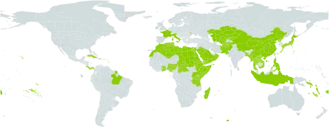 Saccharum spontaneum world distribution map, present in Afghanistan, Andorra, Bangladesh, Brazil, Central African Republic, China, Costa Rica, Cuba, Algeria, Egypt, Eritrea, Ethiopia, Fiji, France, Ghana, Indonesia, Italy, Japan, Kazakhstan, Kenya, Kyrgyzstan, Lao People's Democratic Republic, Libya, Morocco, Moldova (Republic of), Madagascar, Myanmar, Mauritius, Nigeria, Nepal, Oman, Pakistan, Panama, Philippines, Palau, Puerto Rico, Korea (Democratic People's Republic of), Réunion, Saudi Arabia, Sudan, Singapore, Solomon Islands, Somalia, Seychelles, Chad, Togo, Thailand, Turkmenistan, Tunisia, Taiwan, Province of China, Tanzania, United Republic of, Uganda, United States of America, Uzbekistan, Viet Nam, Vanuatu, Samoa, and Yemen