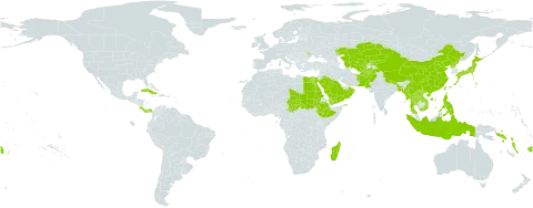 Saccharum spontaneum subsp. spontaneum world distribution map, present in Afghanistan, Andorra, Bangladesh, China, Costa Rica, Cuba, Egypt, Ethiopia, Fiji, Indonesia, Japan, Kazakhstan, Kyrgyzstan, Lao People's Democratic Republic, Moldova (Republic of), Madagascar, Myanmar, Nepal, Oman, Pakistan, Panama, Philippines, Puerto Rico, Korea (Democratic People's Republic of), Saudi Arabia, Sudan, Singapore, Solomon Islands, Chad, Thailand, Turkmenistan, Taiwan, Province of China, Uzbekistan, Viet Nam, Vanuatu, Samoa, and Yemen