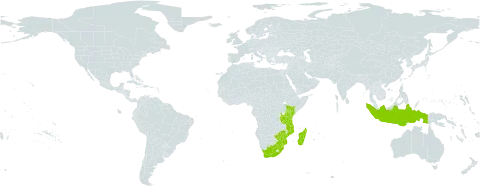 Sacciolepis curvata world distribution map, present in Comoros, Indonesia, Kenya, Madagascar, Mozambique, eSwatini, Seychelles, Tanzania, United Republic of, South Africa, and Zimbabwe
