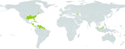 Sacciolepis striata world distribution map, present in Åland Islands, Brazil, Cuba, Dominica, Georgia, Guyana, Honduras, Haiti, Jamaica, Malaysia, Nicaragua, Panama, Puerto Rico, Suriname, United States of America, and Venezuela (Bolivarian Republic of)