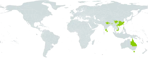 Sageretia hamosa world distribution map, present in Australia, China, India, Sri Lanka, Nepal, Philippines, Taiwan, Province of China, and Viet Nam