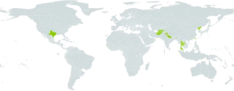 Sageretia thea world distribution map, present in Afghanistan, China, India, Pakistan, Korea (Democratic People's Republic of), Thailand, Taiwan, Province of China, and United States of America