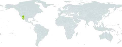 Sairocarpus watsonii world distribution map, present in Mexico and United States of America