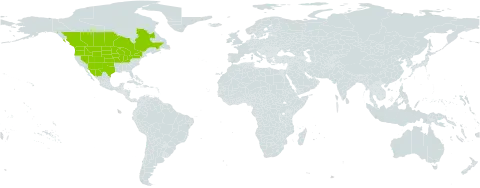 Salix amygdaloides world distribution map, present in Canada, Mexico, and United States of America