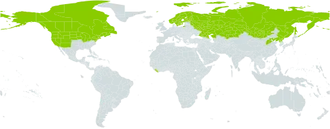 Salix bebbiana world distribution map, present in Canada, China, Finland, Kazakhstan, Liberia, Mongolia, Norway, Korea (Democratic People's Republic of), Russian Federation, Sweden, and United States of America