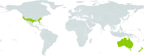 Salpichroa world distribution map, present in Australia, New Zealand, and United States of America