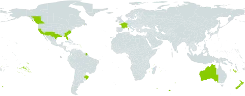 Salpichroa origanifolia world distribution map, present in Australia, Brazil, Canada, France, New Zealand, and United States of America