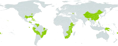 Salvia coccinea buc'hoz ex world distribution map, present in Åland Islands, Bangladesh, Bahamas, Belize, Bermuda, Bolivia (Plurinational State of), Brazil, China, Cook Islands, Cuba, Dominica, Ecuador, Ethiopia, Fiji, Georgia, Guatemala, Honduras, Haiti, Indonesia, India, Jamaica, Kenya, Mozambique, Malaysia, Norfolk Island, Peru, Philippines, Papua New Guinea, Puerto Rico, Paraguay, Tonga, Tanzania, United Republic of, Uganda, United States of America, Venezuela (Bolivarian Republic of), South Africa, Zambia, and Zimbabwe