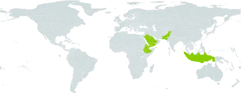 Salvia dianthera world distribution map, present in Eritrea, Ethiopia, Indonesia, Pakistan, Saudi Arabia, and Yemen