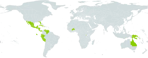 Salvia misella world distribution map, present in American Samoa, Australia, Burkina Faso, Belize, Costa Rica, Cuba, Ecuador, Guatemala, Honduras, Haiti, Indonesia, Jamaica, Mexico, Nicaragua, Panama, Peru, Papua New Guinea, Puerto Rico, Rwanda, Solomon Islands, Timor-Leste, Uruguay, United States of America, and Venezuela (Bolivarian Republic of)
