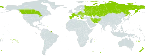 Salvia nemorosa world distribution map, present in Afghanistan, Albania, Austria, Bulgaria, Canada, Switzerland, Czech Republic, Spain, France, Greece, Hungary, Iran (Islamic Republic of), Italy, Kazakhstan, New Zealand, Poland, Romania, Russian Federation, and Ukraine
