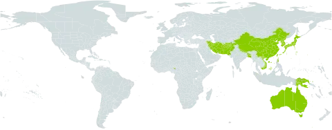 Salvia plebeia world distribution map, present in Afghanistan, Australia, Bangladesh, China, Indonesia, Iran (Islamic Republic of), Japan, Korea (Republic of), Nigeria, Nepal, Pakistan, Philippines, Papua New Guinea, Korea (Democratic People's Republic of), Taiwan, Province of China, and Viet Nam