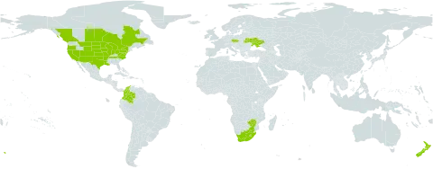Salvia reflexa world distribution map, present in Canada, Colombia, Czech Republic, Lesotho, New Zealand, Ukraine, United States of America, South Africa, and Zimbabwe