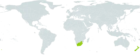 Salvia repens world distribution map, present in Lesotho, New Zealand, and South Africa