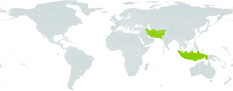 Salvia santolinifolia world distribution map, present in Afghanistan, Indonesia, Iran (Islamic Republic of), and Pakistan