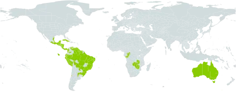 Salvinia auriculata world distribution map, present in Argentina, Australia, Belize, Bermuda, Bolivia (Plurinational State of), Brazil, Chile, Congo, Colombia, Costa Rica, Cuba, Germany, Ecuador, Guatemala, French Guiana, Guyana, Honduras, Mexico, Nicaragua, Panama, Peru, Puerto Rico, Paraguay, El Salvador, Suriname, Trinidad and Tobago, Uruguay, Venezuela (Bolivarian Republic of), Zambia, and Zimbabwe
