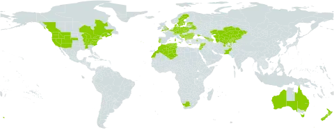 Sanguisorba minor subsp. balearica world distribution map, present in Afghanistan, Albania, Andorra, Armenia, Australia, Austria, Azerbaijan, Belgium, Bulgaria, Bosnia and Herzegovina, Belarus, Canada, Switzerland, Czech Republic, Germany, Denmark, Algeria, Spain, Estonia, France, United Kingdom of Great Britain and Northern Ireland, Georgia, Greece, Croatia, Israel, Italy, Jordan, Kazakhstan, Kyrgyzstan, Lebanon, Liechtenstein, Latvia, Morocco, Moldova (Republic of), North Macedonia, Malta, Montenegro, New Zealand, Pakistan, Poland, Portugal, Romania, Serbia, Slovakia, Slovenia, Sweden, Syrian Arab Republic, Tajikistan, Turkmenistan, Tunisia, Turkey, Ukraine, United States of America, Uzbekistan, and South Africa