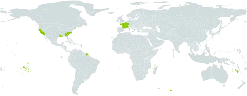 Santolina world distribution map, present in France and United States of America