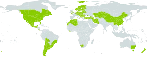 Saponaria officinalis world distribution map, present in Albania, Andorra, Argentina, Armenia, Australia, Austria, Azerbaijan, Belgium, Bulgaria, Bosnia and Herzegovina, Belarus, Bolivia (Plurinational State of), Brazil, Canada, Switzerland, Chile, China, Costa Rica, Czech Republic, Germany, Denmark, Algeria, Spain, Estonia, Finland, France, United Kingdom of Great Britain and Northern Ireland, Georgia, Gibraltar, Guatemala, Croatia, Hungary, Iran (Islamic Republic of), Italy, Kazakhstan, Kyrgyzstan, Liberia, Liechtenstein, Lithuania, Luxembourg, Latvia, Morocco, Mexico, North Macedonia, Montenegro, Norway, New Zealand, Poland, Portugal, Romania, Serbia, Slovakia, Slovenia, Sweden, Turkey, Taiwan, Province of China, Ukraine, Uruguay, United States of America, Uzbekistan, and South Africa
