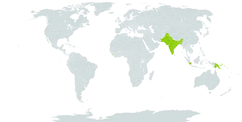 Saraca asoca world distribution map, present in Bangladesh, Indonesia, India, Iceland, Sri Lanka, Pakistan, and Papua New Guinea