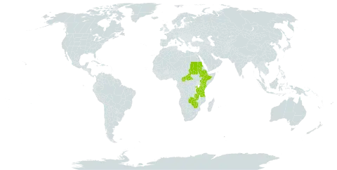 Satyrium coriophoroides world distribution map, present in Burkina Faso, Central African Republic, Ethiopia, Kenya, Rwanda, Sudan, Tanzania, United Republic of, Uganda, Zambia, and Zimbabwe