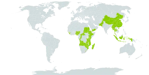 Satyrium world distribution map, present in Angola, Burkina Faso, Central African Republic, China, Congo, Comoros, Ethiopia, Guinea, Indonesia, Kenya, Lesotho, Madagascar, Myanmar, Mozambique, Nigeria, Nepal, Pakistan, Réunion, Rwanda, Sudan, Sierra Leone, eSwatini, Thailand, Tanzania, United Republic of, Uganda, Yemen, Zambia, and Zimbabwe